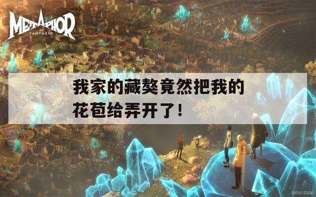 我家的藏獒竟然把我的花苞给弄开了！